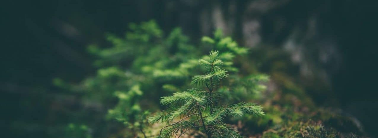 Økologisk rengøring giver et bedre indeklima